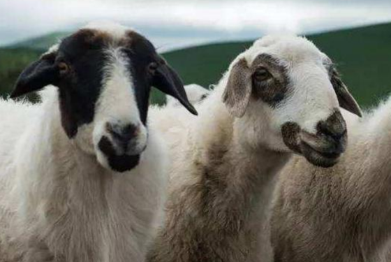 D09CC5BF8C4D33328DFB9E5260CDEA89.png D09CC5BF8C4D33328DFB9E5260CDEA89.png