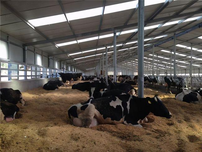 發酵床養牛.jpg 發酵床養牛.jpg