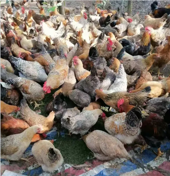 QQ圖片20250217130358.png QQ圖片20250217130358.png