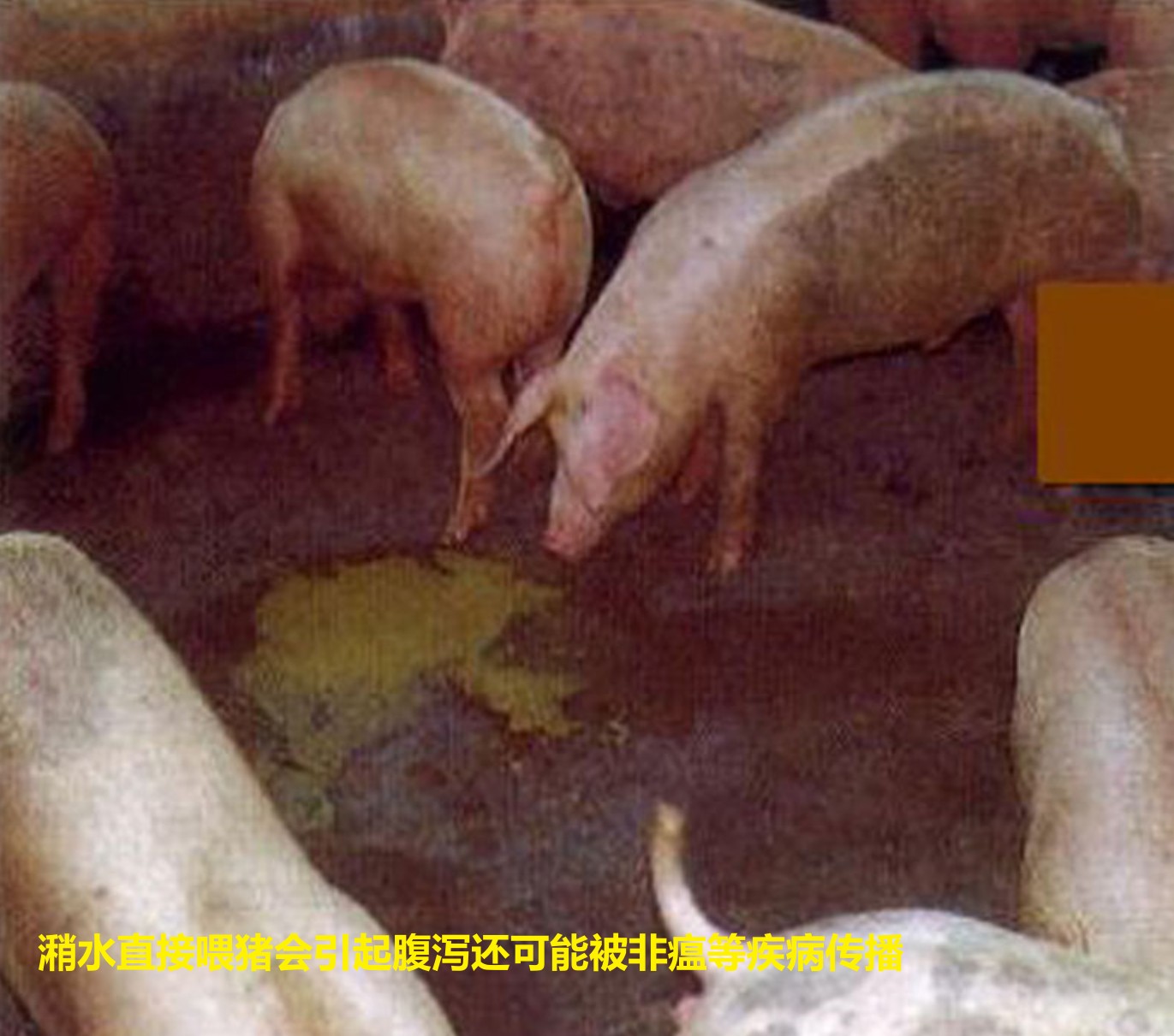 潲水直接喂豬會引起腹瀉還可能被非瘟等疾病傳播.jpg 潲水直接喂豬會引起腹瀉還可能被非瘟等疾病傳播.jpg