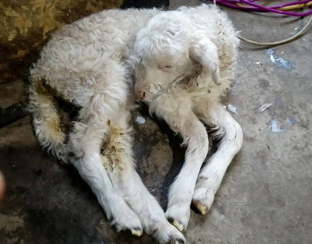 QQ圖片20250220152737.png QQ圖片20250220152737.png