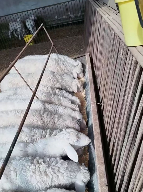 574DC58EABCE61C97AAE18E7C75D6518.png 574DC58EABCE61C97AAE18E7C75D6518.png