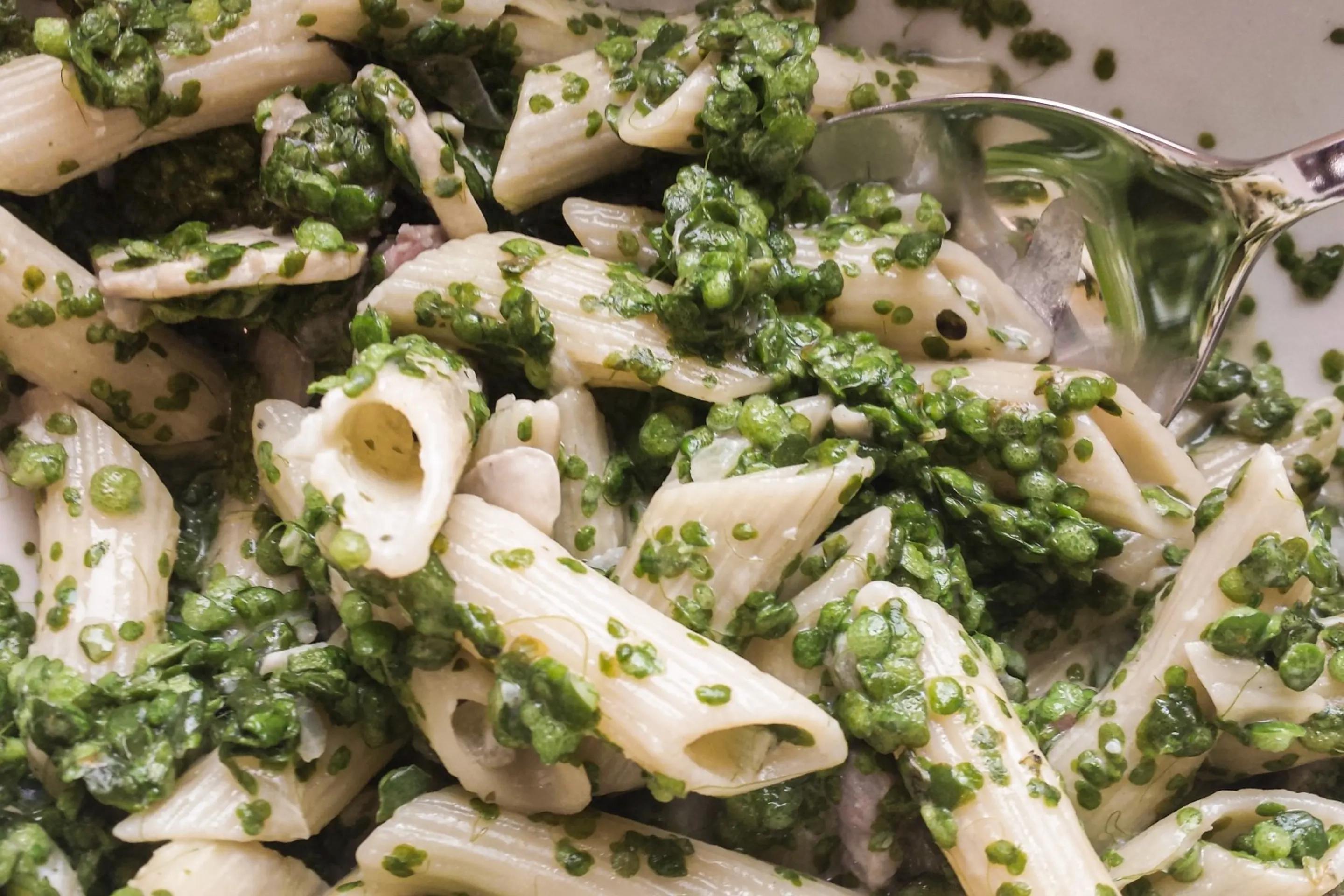 浮萍做蔬菜1.jpeg 浮萍做蔬菜1.jpeg