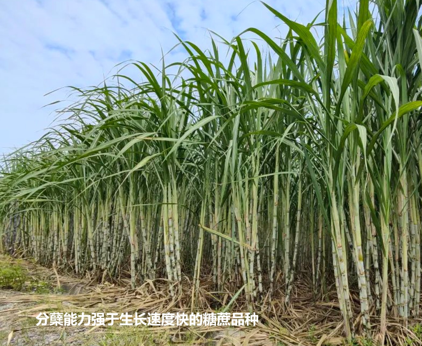 分蘗能力強于生長速度快ID糖蔗品種.jpg 分蘗能力強于生長速度快ID糖蔗品種.jpg