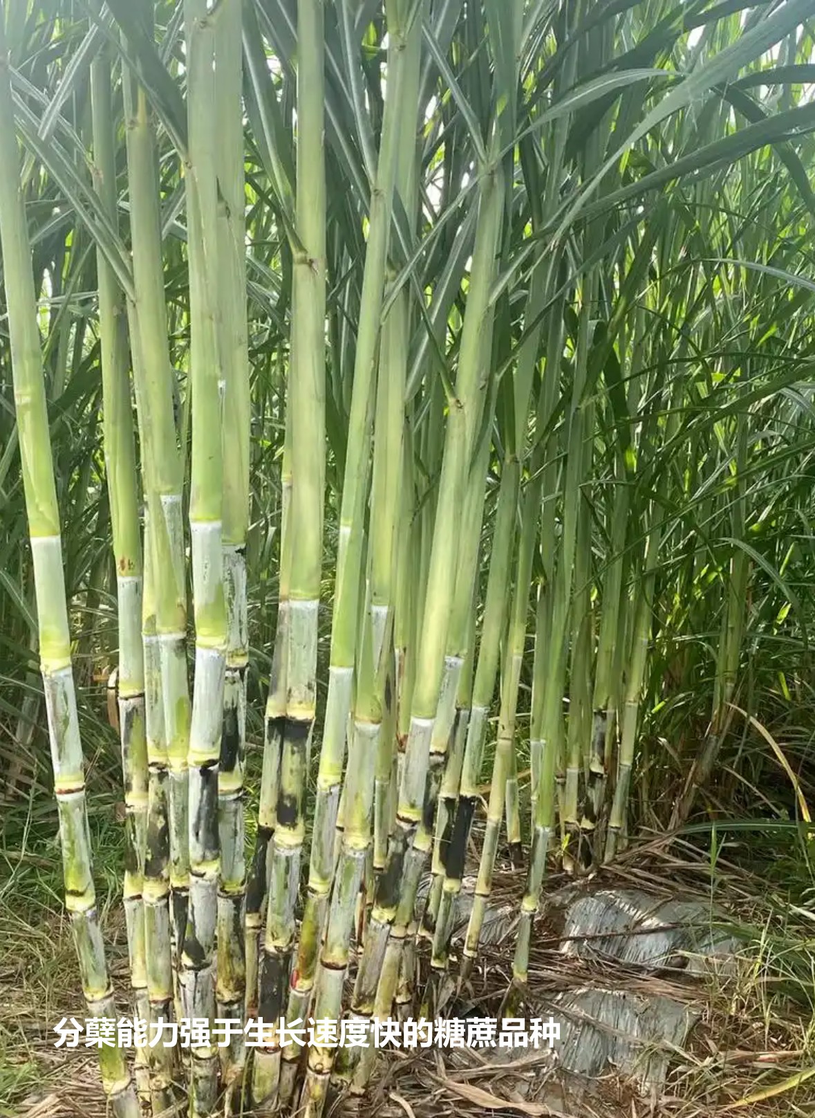 分蘗能力強于生長速度快的糖蔗品種.jpg 分蘗能力強于生長速度快的糖蔗品種.jpg