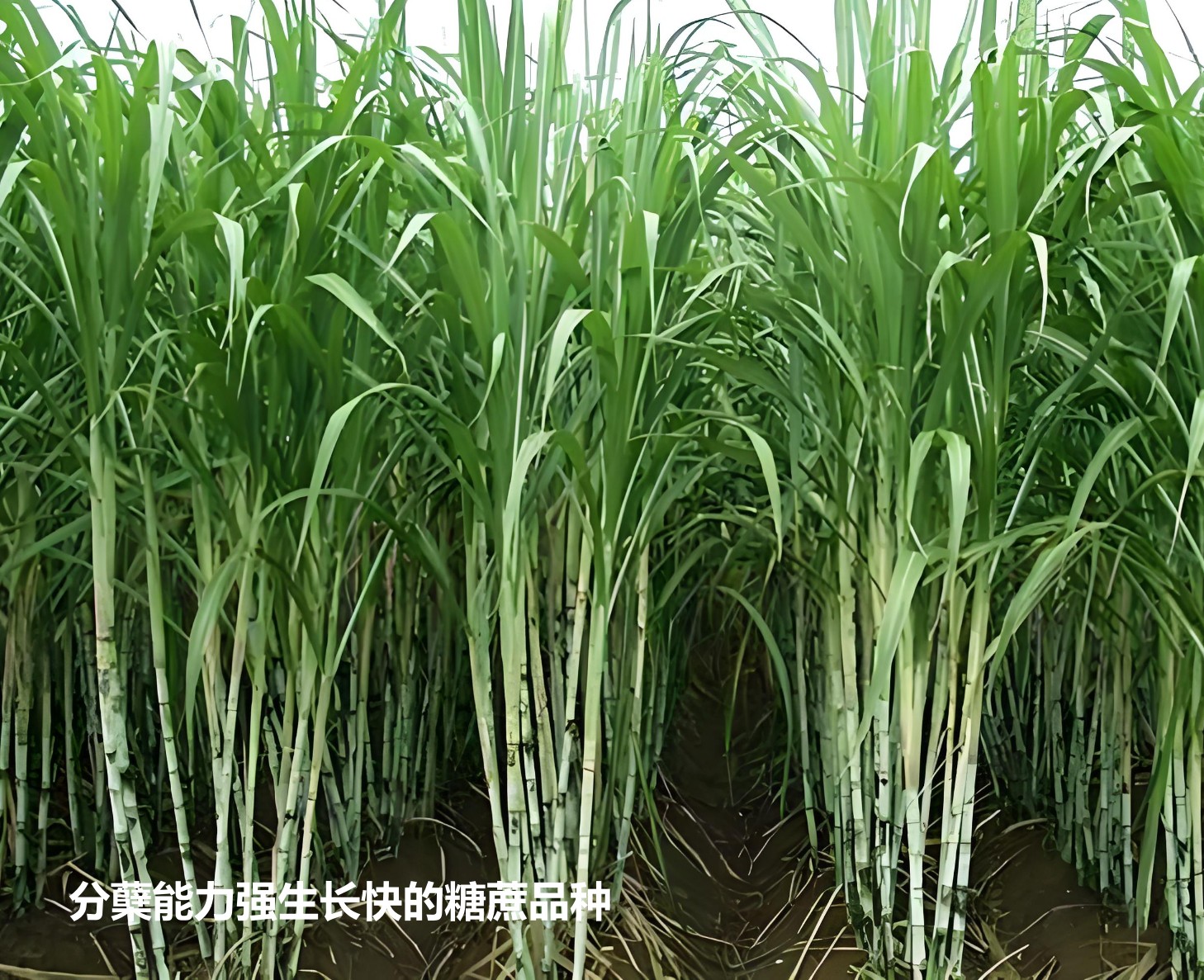 分蘗能力強(qiáng)于生長(zhǎng)速度快的糖蔗品種3.jpg 分蘗能力強(qiáng)于生長(zhǎng)速度快的糖蔗品種3.jpg