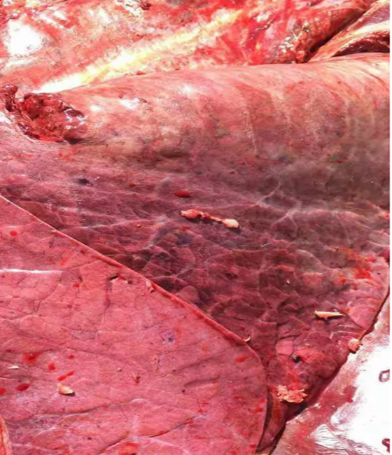 E676A87E25E808C7825BEDB434E3D4E6.png E676A87E25E808C7825BEDB434E3D4E6.png