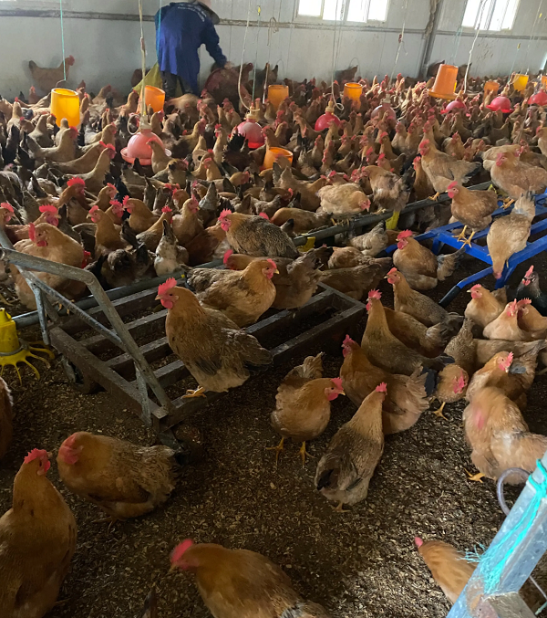 1740385327885 - 副本.png 1740385327885 - 副本.png