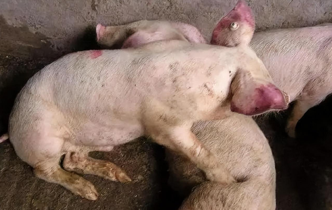 截圖20250224170844.png 截圖20250224170844.png