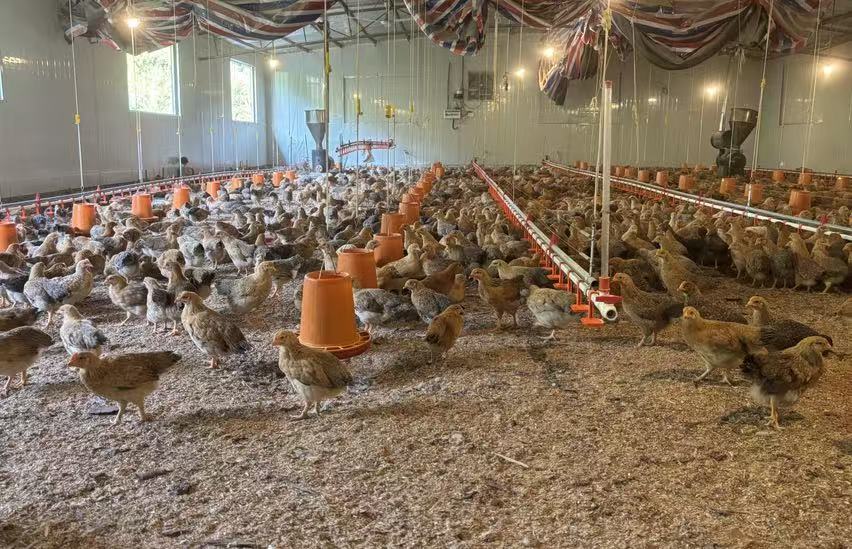 發酵床制作4.jpg 發酵床制作4.jpg