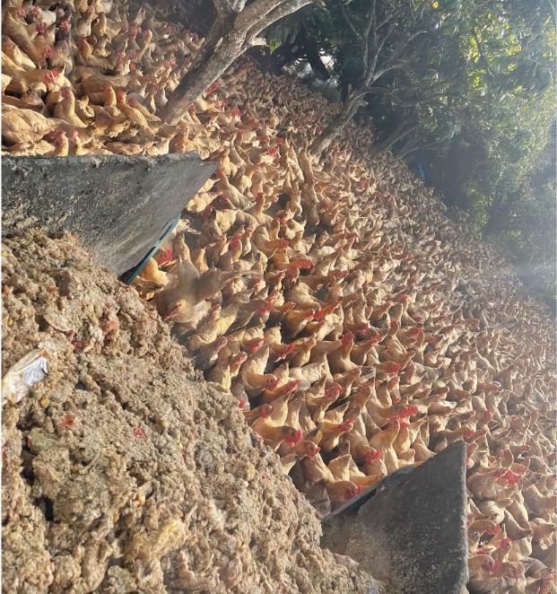 1723004298770268.jpg 1723004298770268.jpg