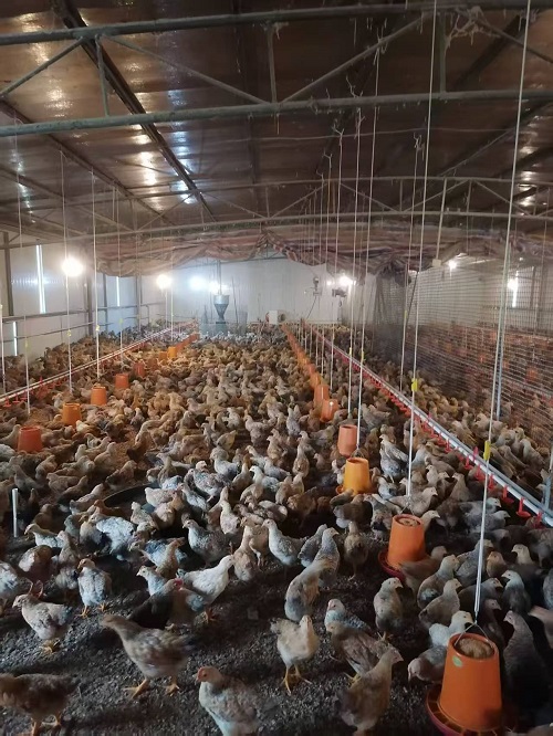 養雞1.jpg 養雞1.jpg