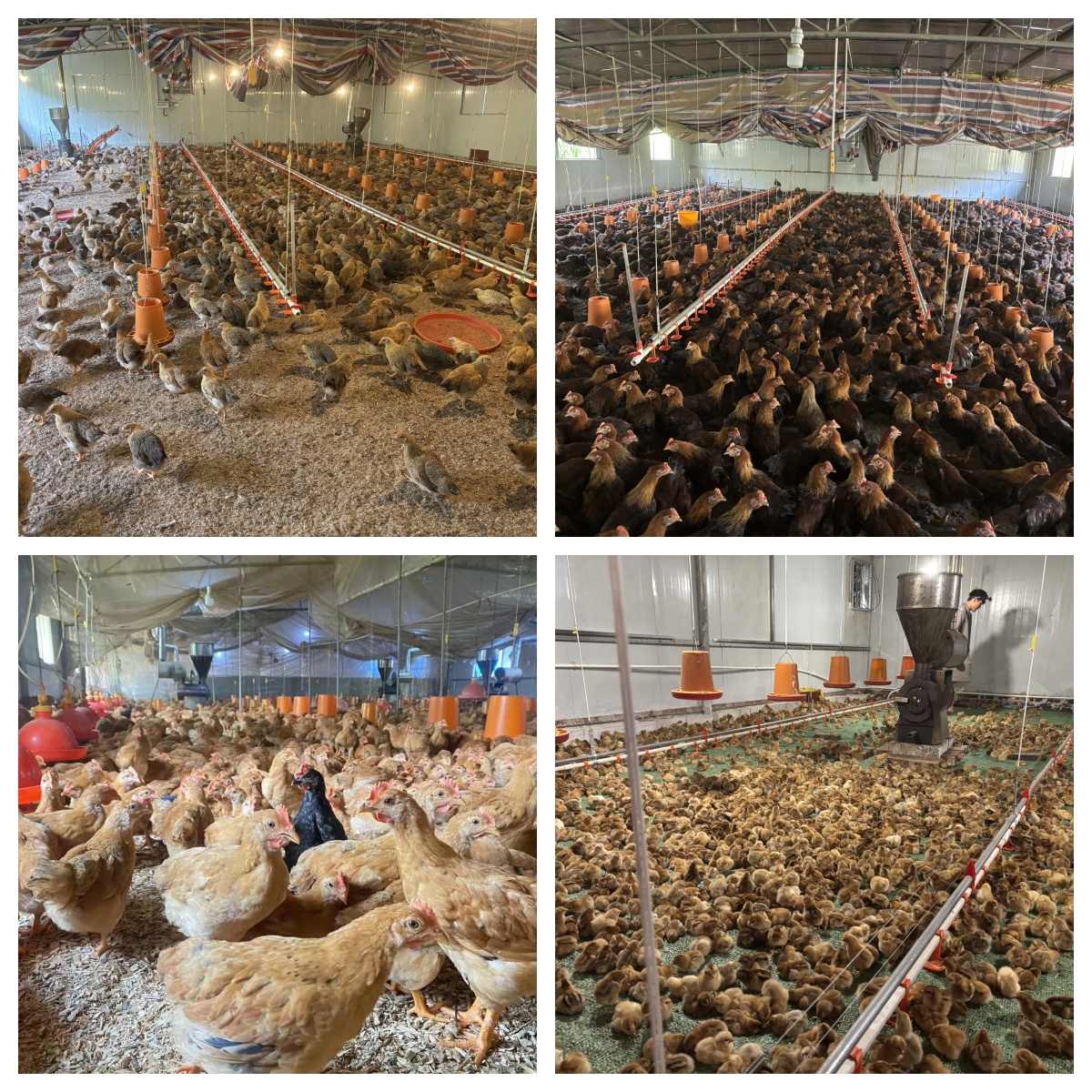 童雞.jpg 童雞.jpg