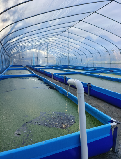 浮萍.png 浮萍.png