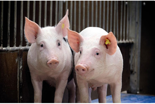 1733369072910.jpg 1733369072910.jpg