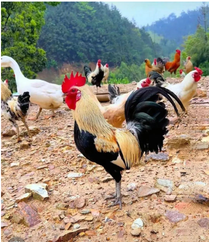 1741654814735.jpg 1741654814735.jpg