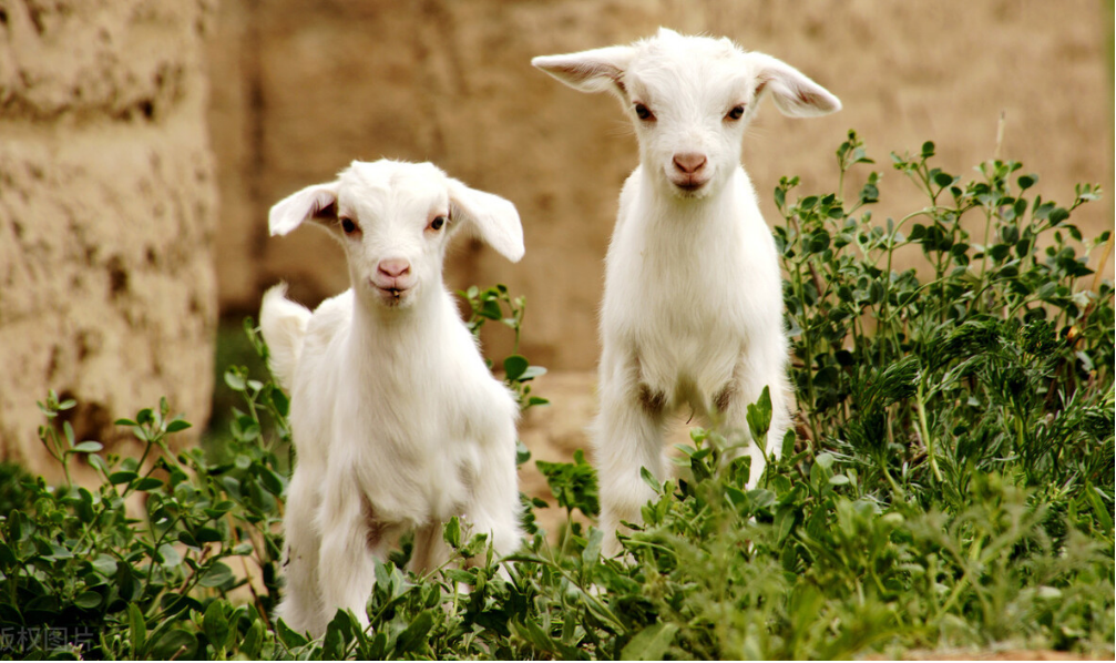 QQ圖片20250311110449.png QQ圖片20250311110449.png