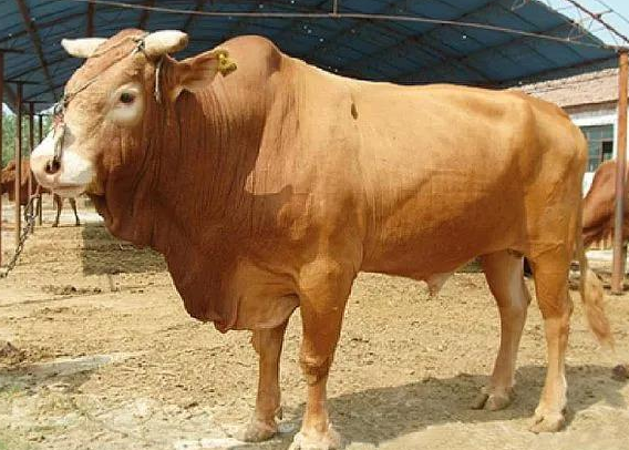 QQ圖片20250311110346.png QQ圖片20250311110346.png