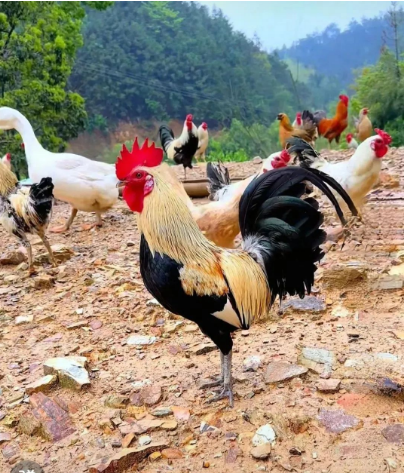 1741742403569.jpg 1741742403569.jpg