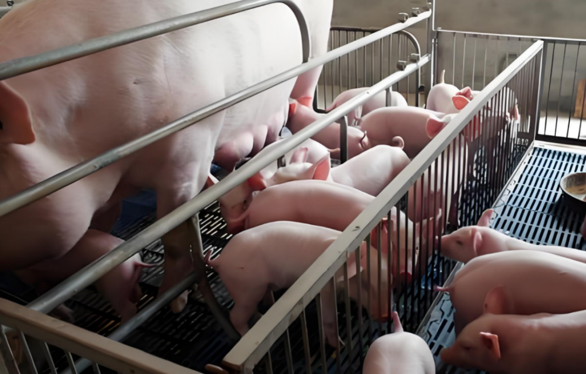 17315488363272077.png 17315488363272077.png