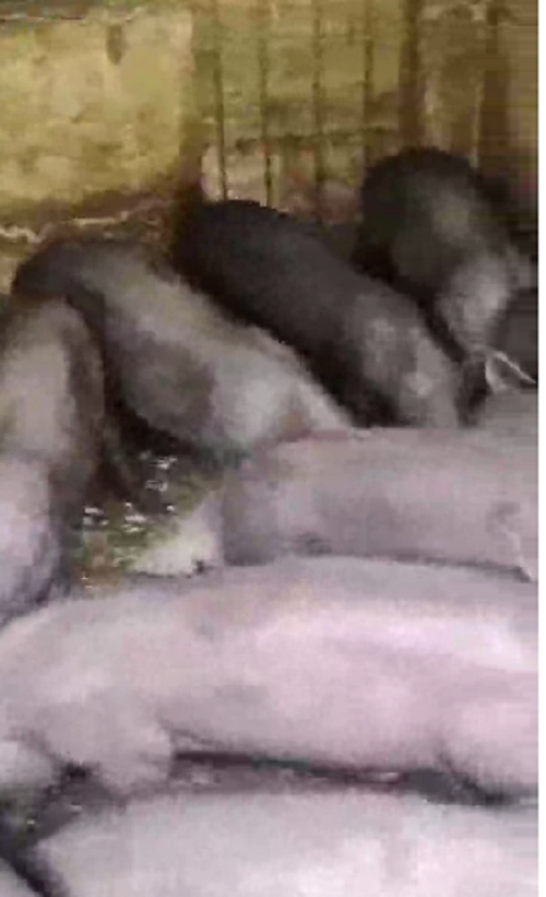 豬吃豆渣.png 豬吃豆渣.png