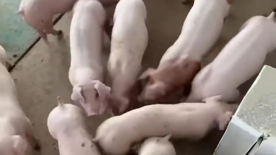 1742263829510.jpg 1742263829510.jpg