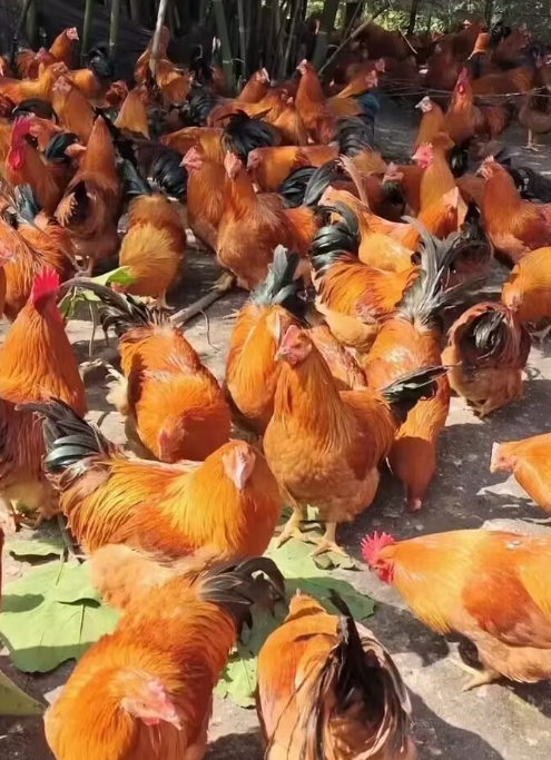 QQ圖片20250318102844.png QQ圖片20250318102844.png