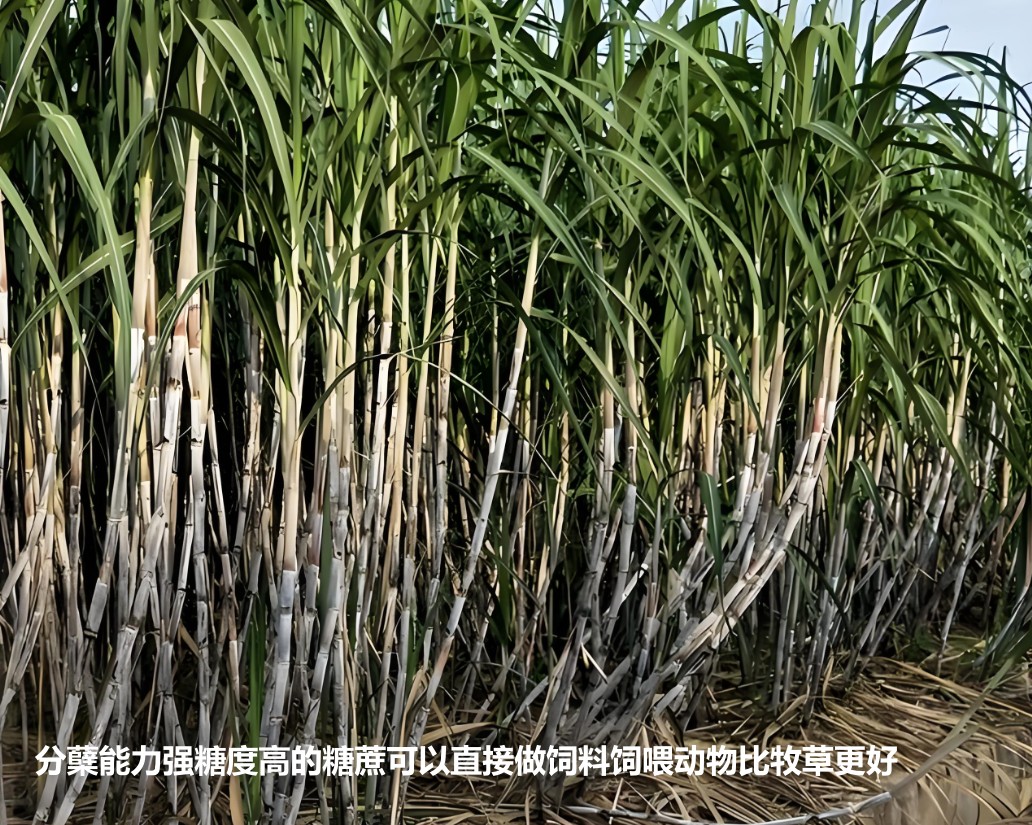 分蘗能力強(qiáng)糖度高的糖蔗可以直接做飼料飼喂動物比牧草更好.jpg 分蘗能力強(qiáng)糖度高的糖蔗可以直接做飼料飼喂動物比牧草更好.jpg