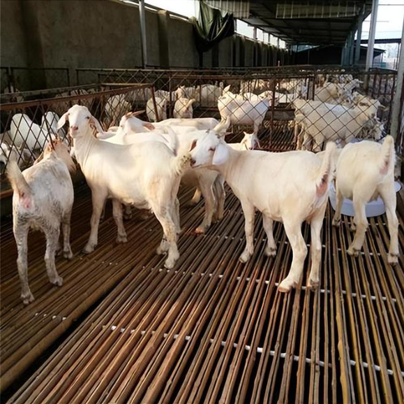 1742777540149.jpg 1742777540149.jpg