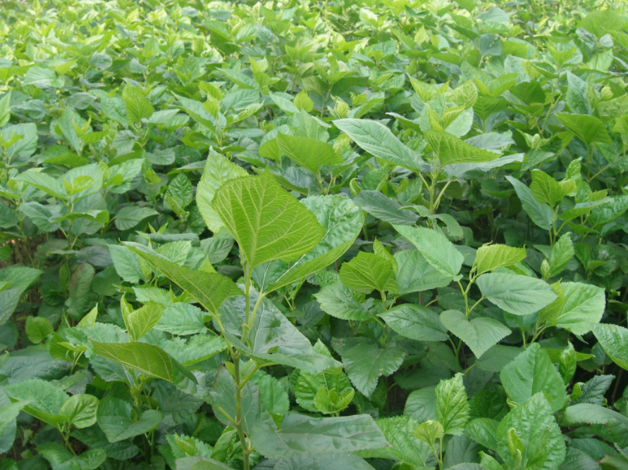 QQ圖片20240201124145.png QQ圖片20240201124145.png