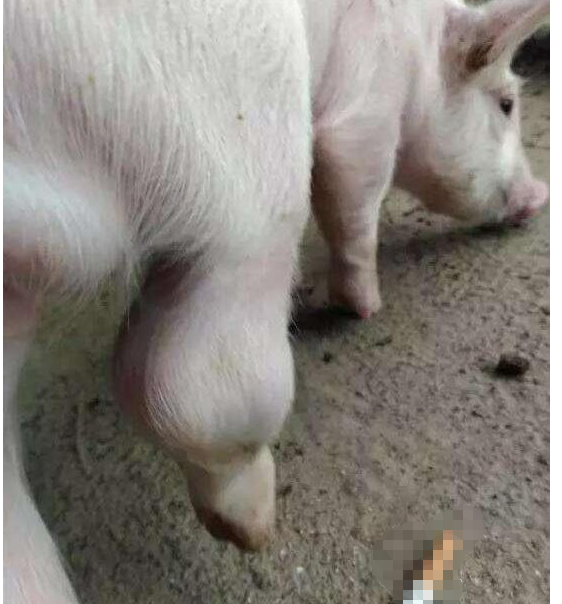 截圖20250326094329.png 截圖20250326094329.png