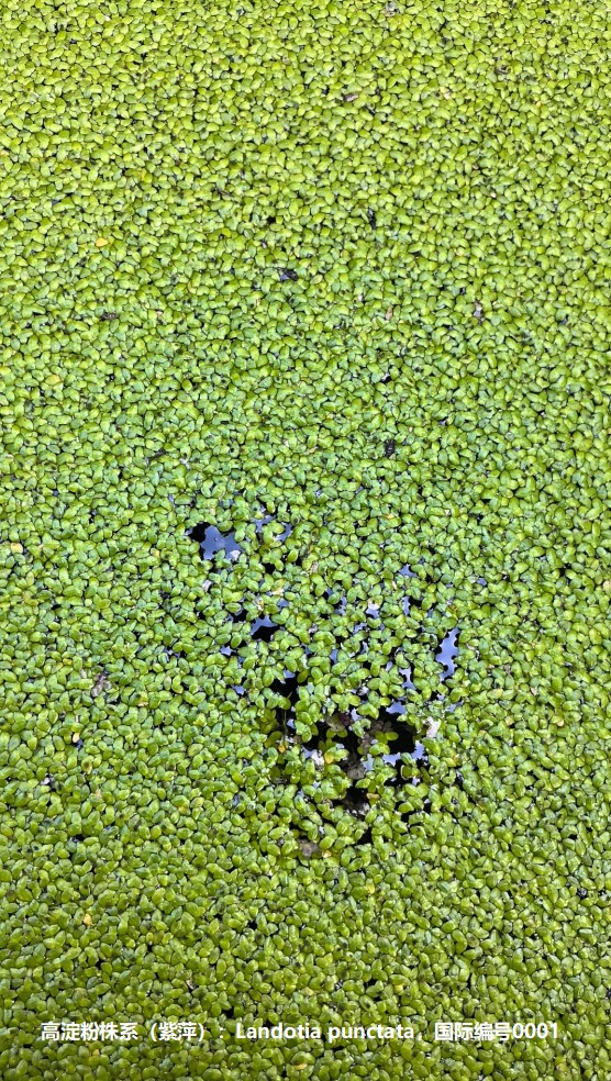 高淀粉株系(紫萍):Landotia punctata,國(guó)際編號(hào)0001.jpg 高淀粉株系(紫萍):Landotia punctata,國(guó)際編號(hào)0001.jpg