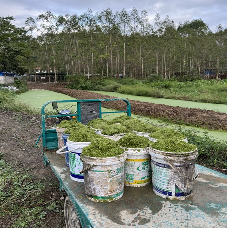 采收的浮萍.jpg 采收的浮萍.jpg