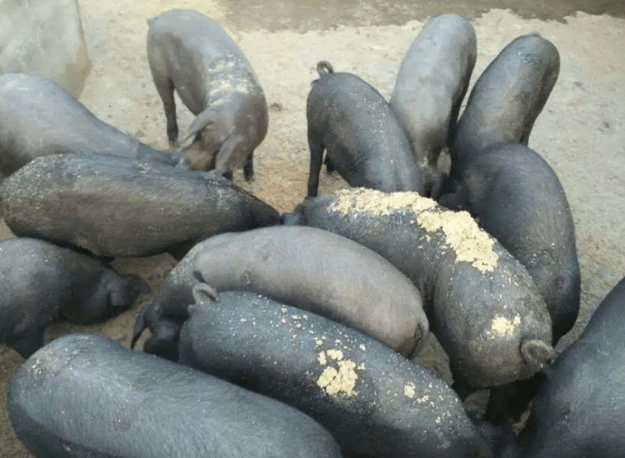 微信截圖_20250402150054.jpg 微信截圖_20250402150054.jpg