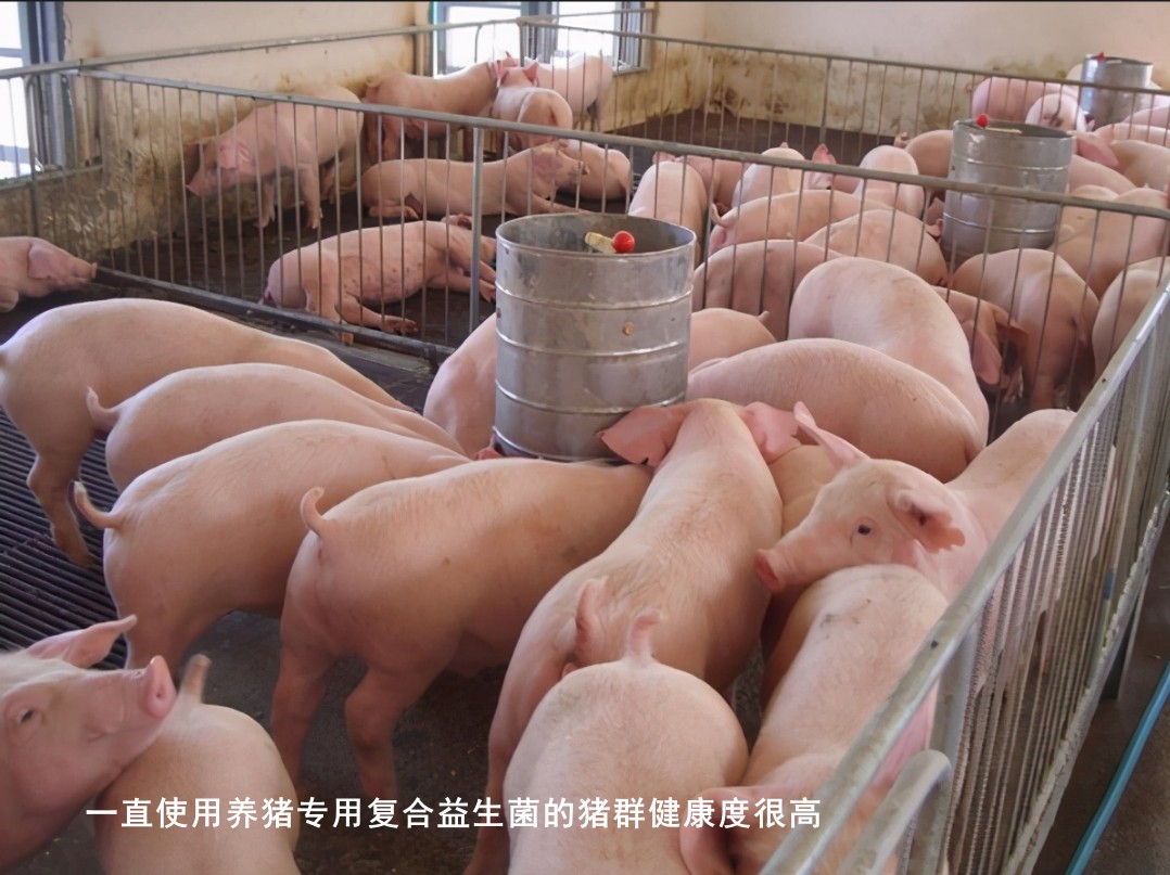 一直使用養豬專用復合益生菌的豬群健康度很高.jpg 一直使用養豬專用復合益生菌的豬群健康度很高.jpg