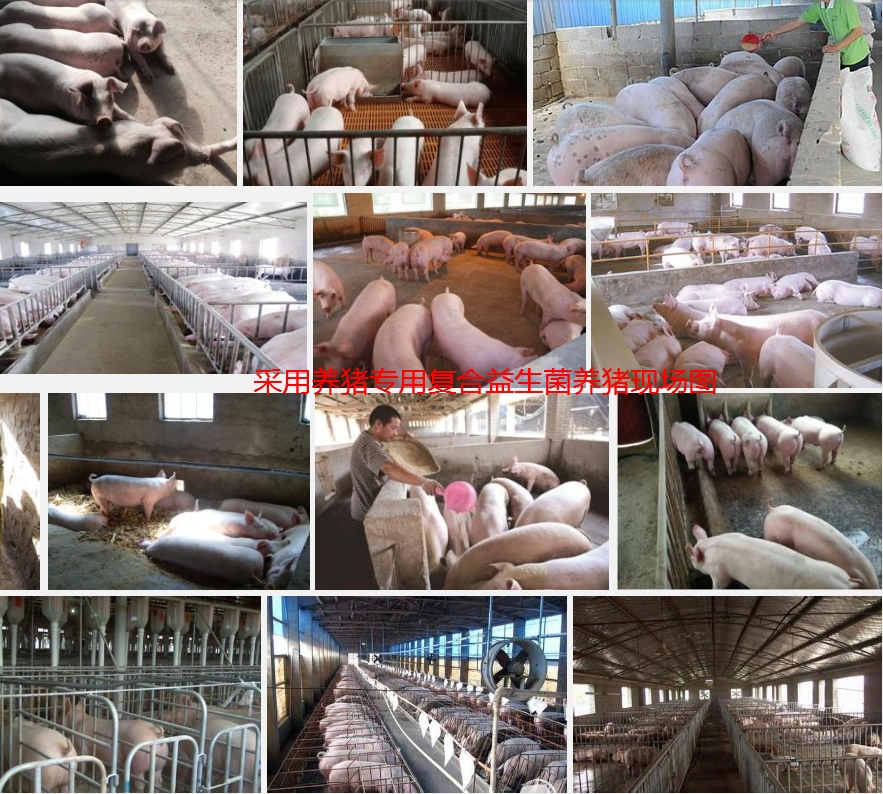 采用養豬專用復合益生菌養豬現場圖2.jpg 采用養豬專用復合益生菌養豬現場圖2.jpg