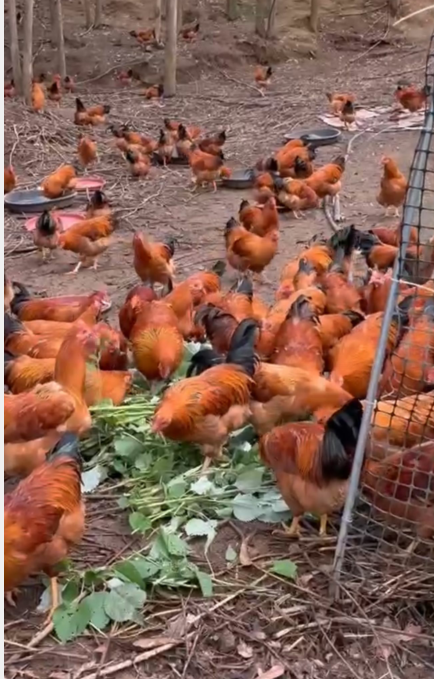 QQ圖片20250311131819.png QQ圖片20250311131819.png