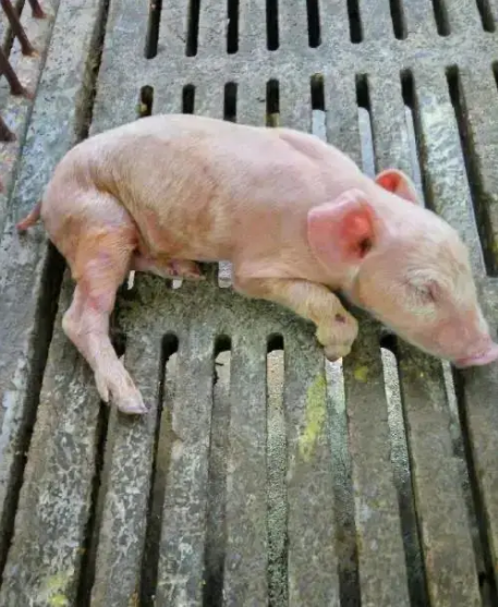 截圖20250423102648.png 截圖20250423102648.png