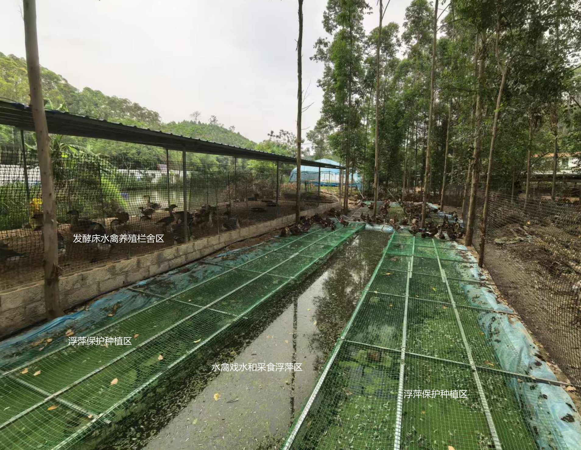 一種旱養(yǎng)水禽利用運(yùn)動(dòng)場種植浮萍形成生態(tài)循環(huán)節(jié)糧型養(yǎng)殖技術(shù).jpg