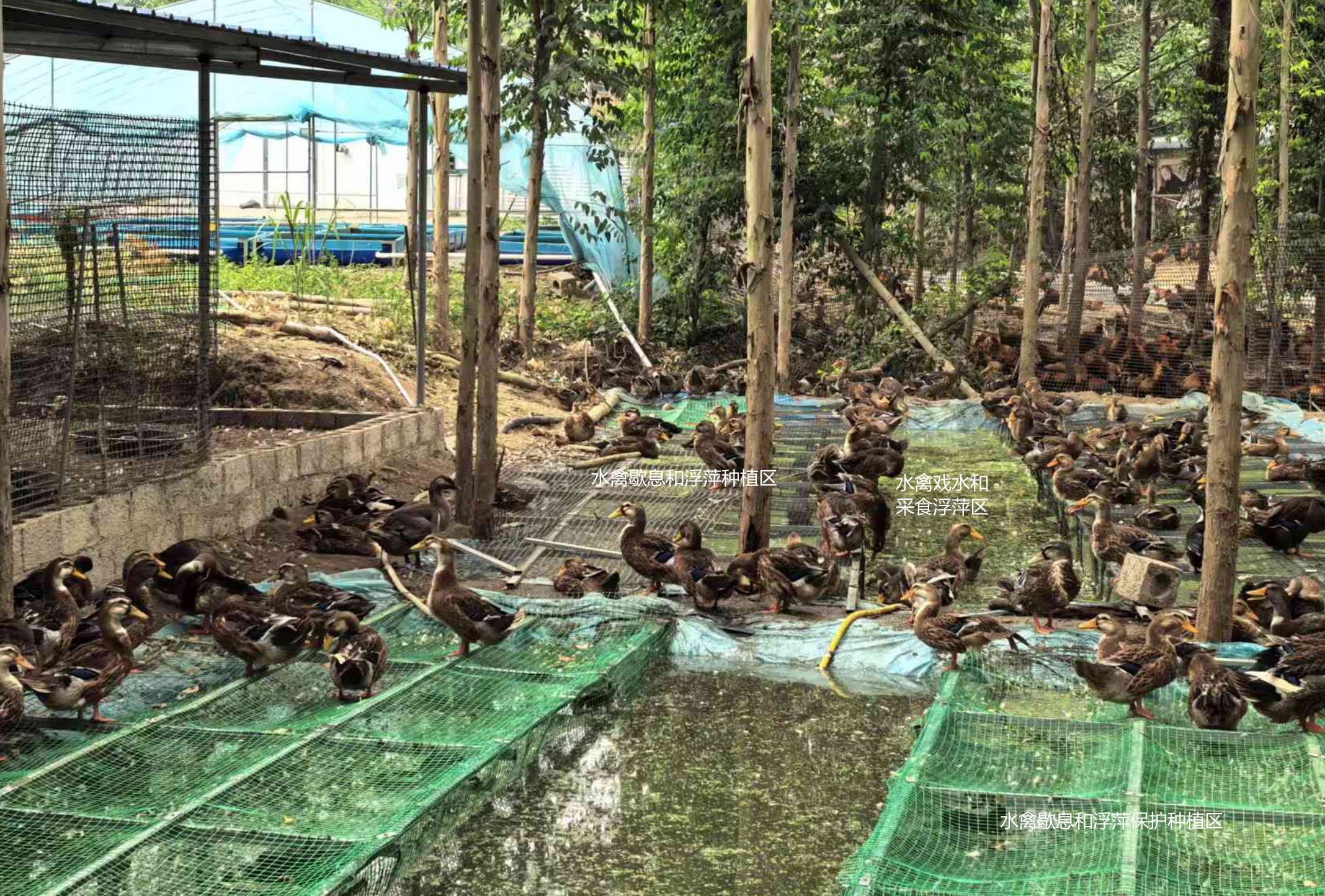 一種旱養(yǎng)水禽利用運(yùn)動(dòng)場種植浮萍形成生態(tài)循環(huán)節(jié)糧型養(yǎng)殖技術(shù)5.jpg