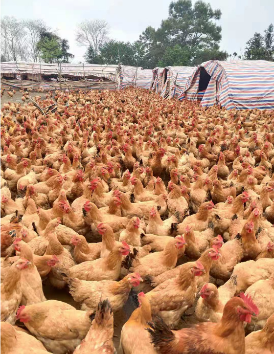 QQ圖片20250429102759.png QQ圖片20250429102759.png