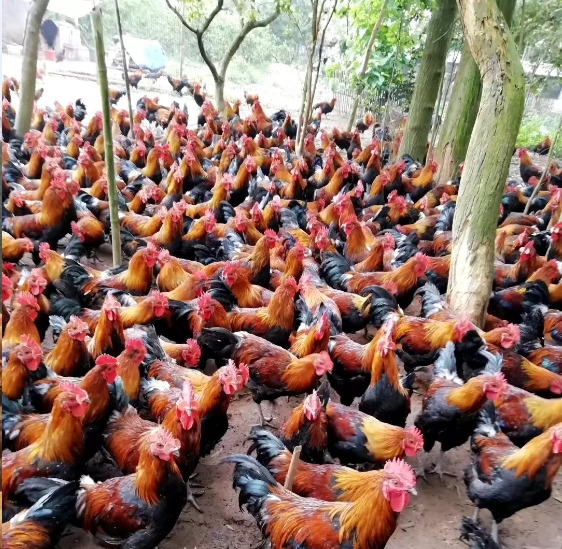 QQ圖片20250429101947.png QQ圖片20250429101947.png