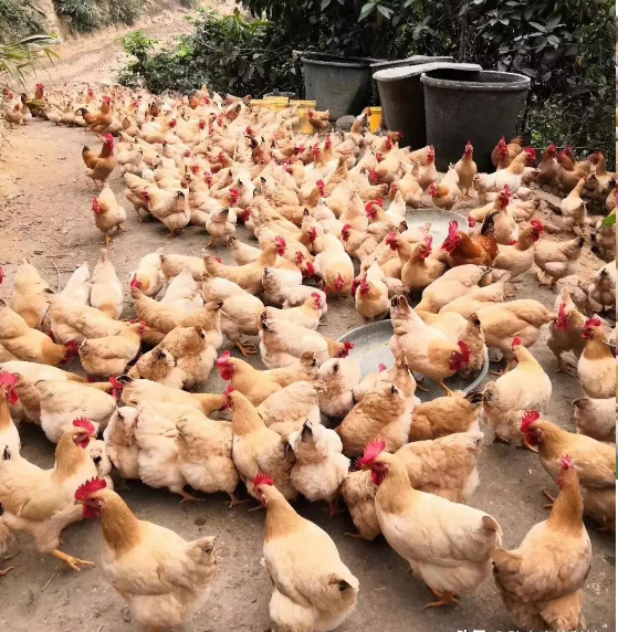 QQ圖片20250429101924.png QQ圖片20250429101924.png