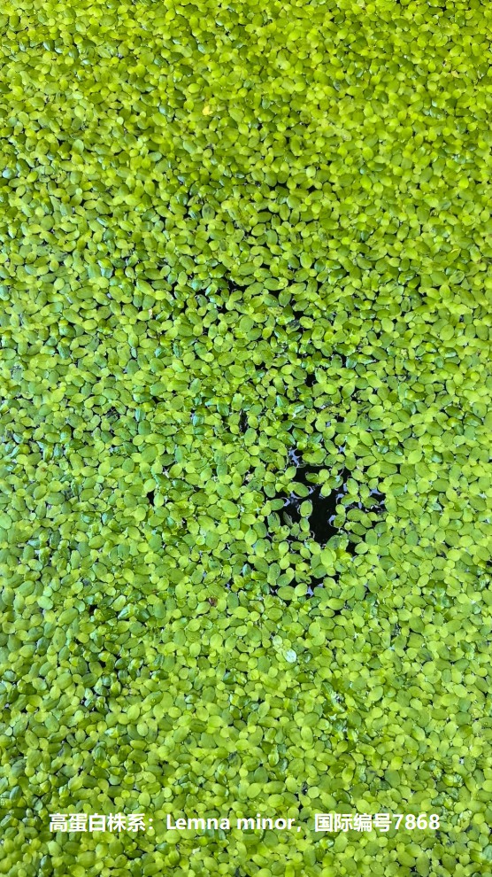 高蛋白株系：Lemna minor，國際編號7868.jpg
