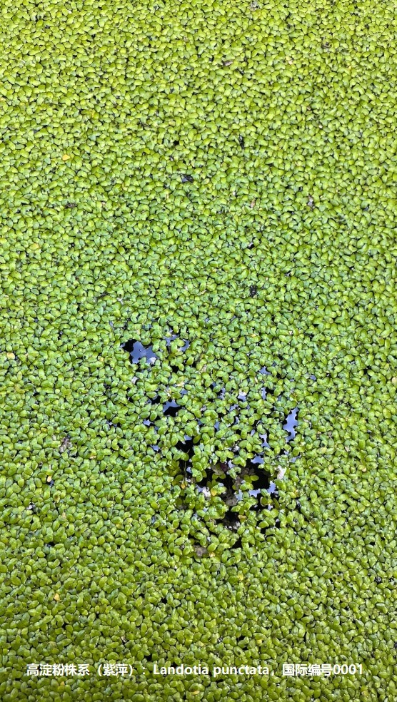 17430249419866347.jpg 17430249419866347.jpg