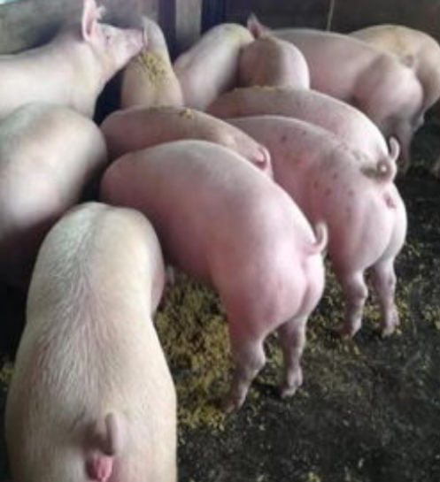 QQ圖片20240426145336.png QQ圖片20240426145336.png