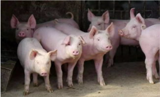 1748245151497.jpg 1748245151497.jpg