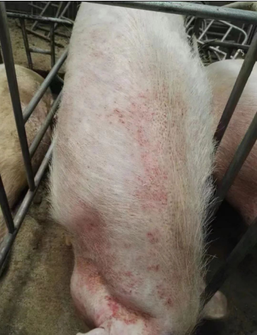 1748411222055.jpg 1748411222055.jpg