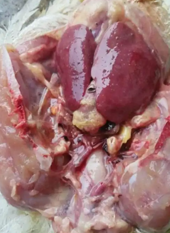 12EE265AC456599777AE8A8B5280941D.png 12EE265AC456599777AE8A8B5280941D.png