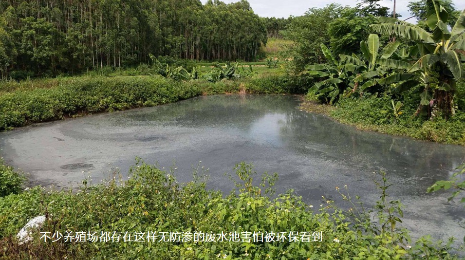 不少養殖場都存在這樣無防滲的廢水池害怕被環保看到.jpg